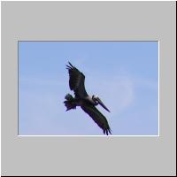 04- Pelican.html